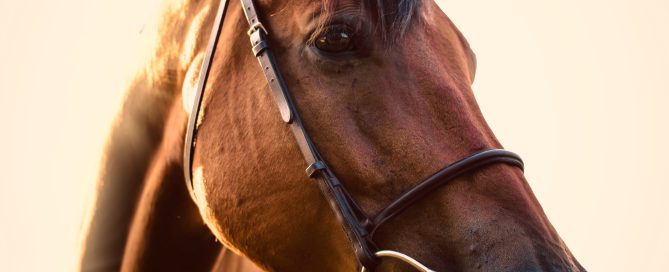 Close-up of a horse in the sunset