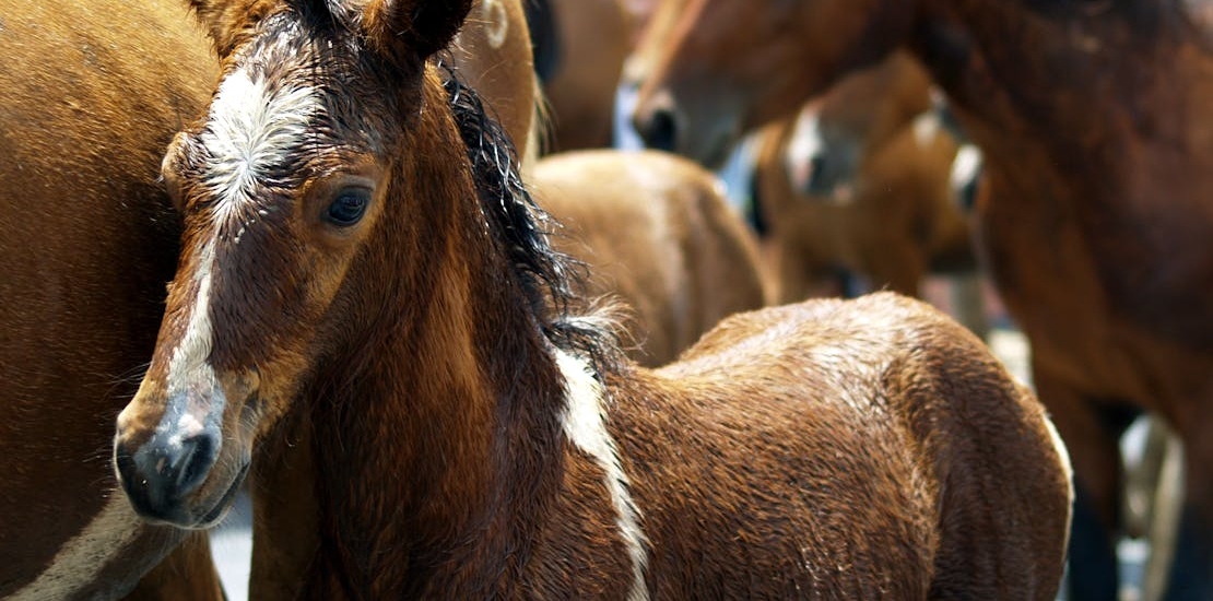 Horses