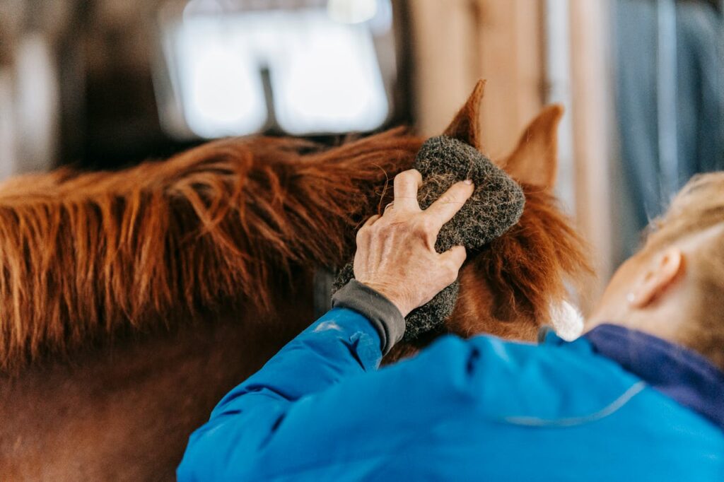 taking care of the horse