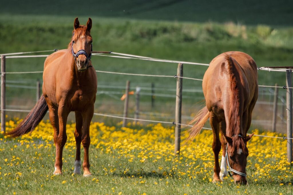 couple of horses