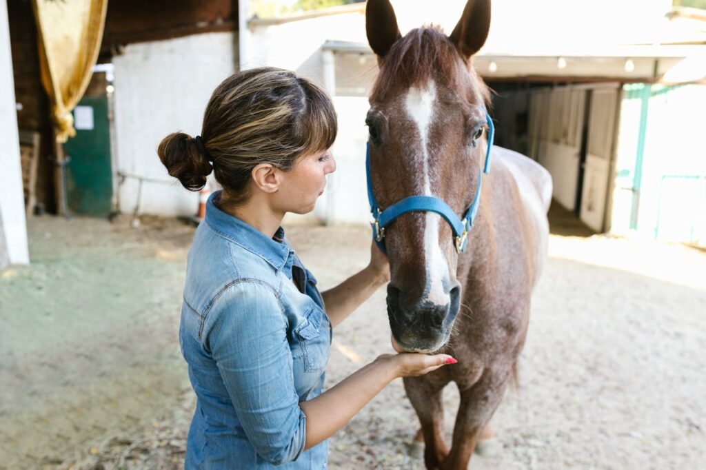 handler feeding a horse