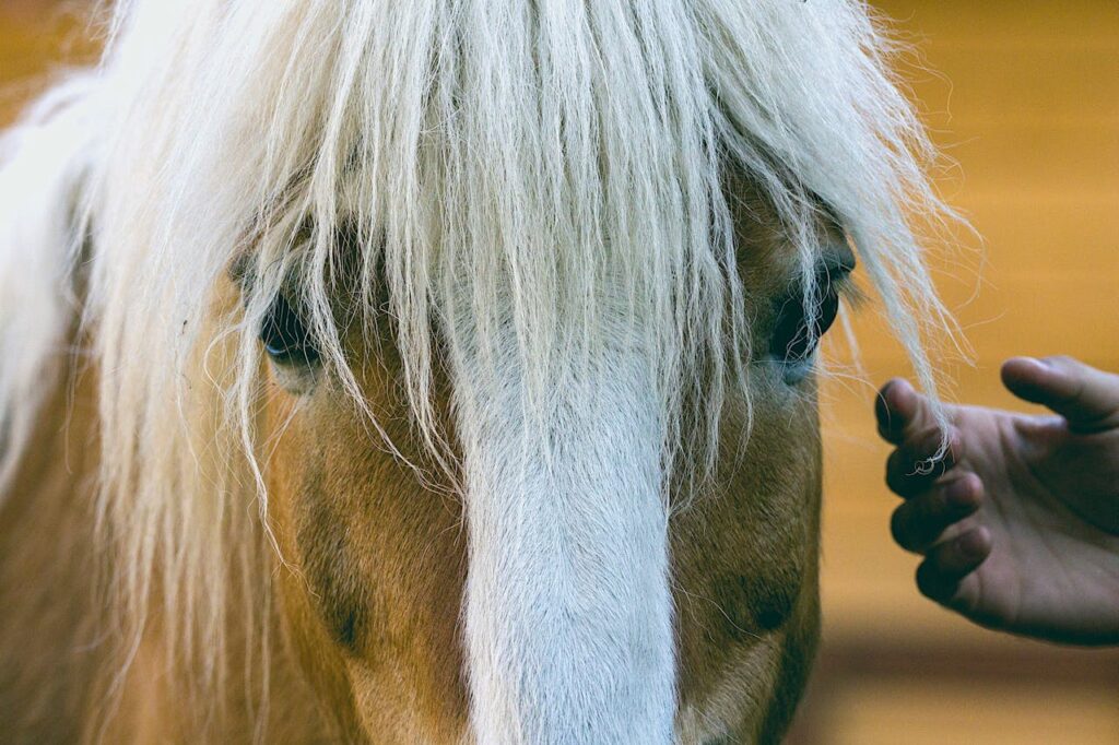 petting a horse