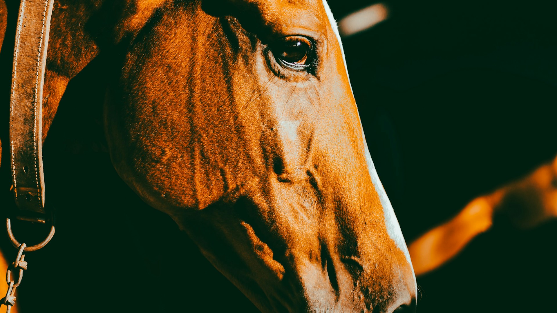 closeup of a horses head
