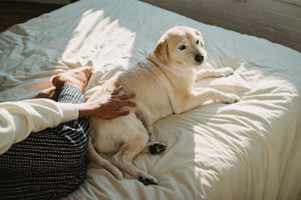 petting a dog